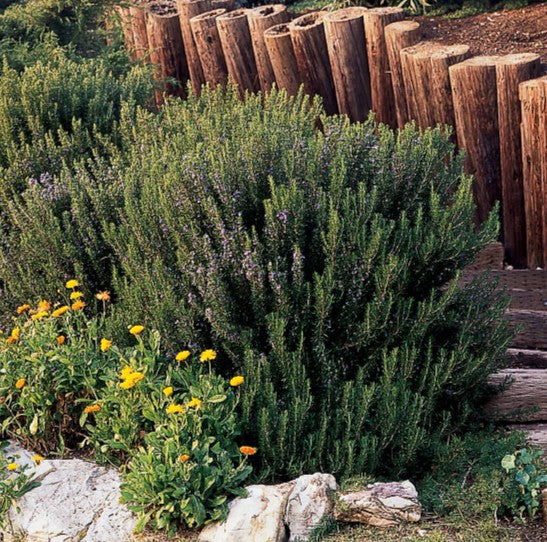 Rosemary Oil vs Minoxidil: What the Research Shows